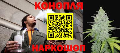 шишки Кингисепп