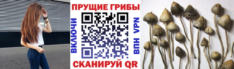 Галлюциногенные грибы GOLDEN TEACHER  даркнет сайт  блэк спрут сайт  Междуреченск 