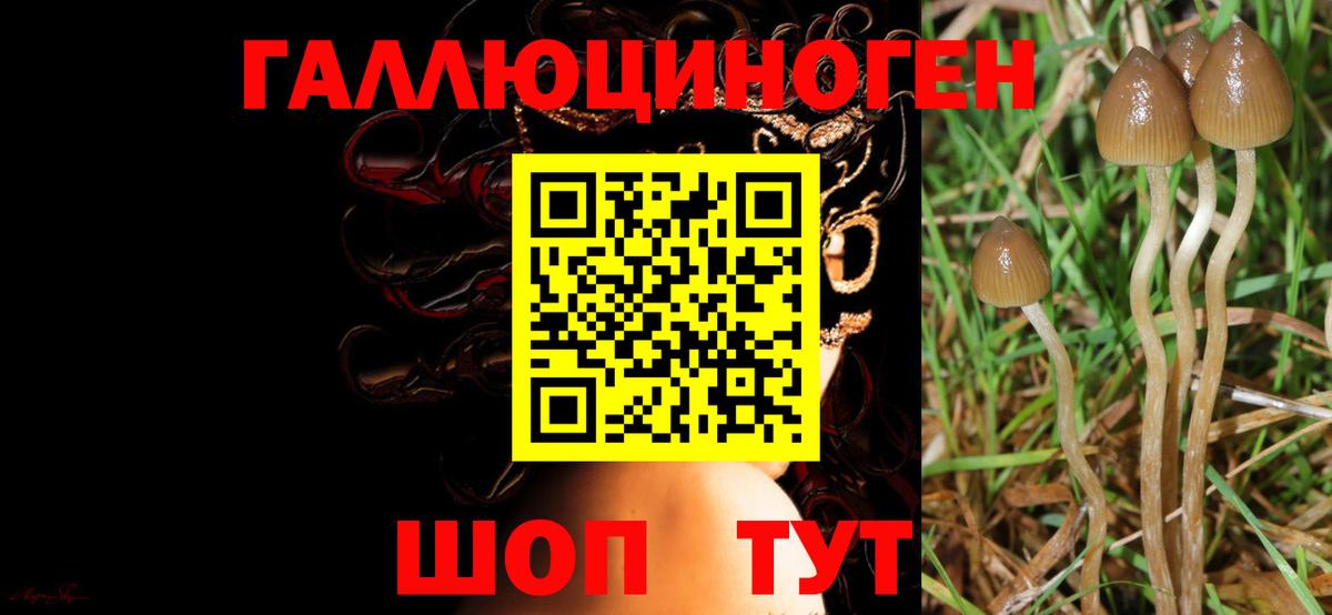Псилоцибиновые грибы Magic Shrooms  Вход с VPN  Междуреченск  Псилоцибиновые грибы MAGIC MUSHROOMS 